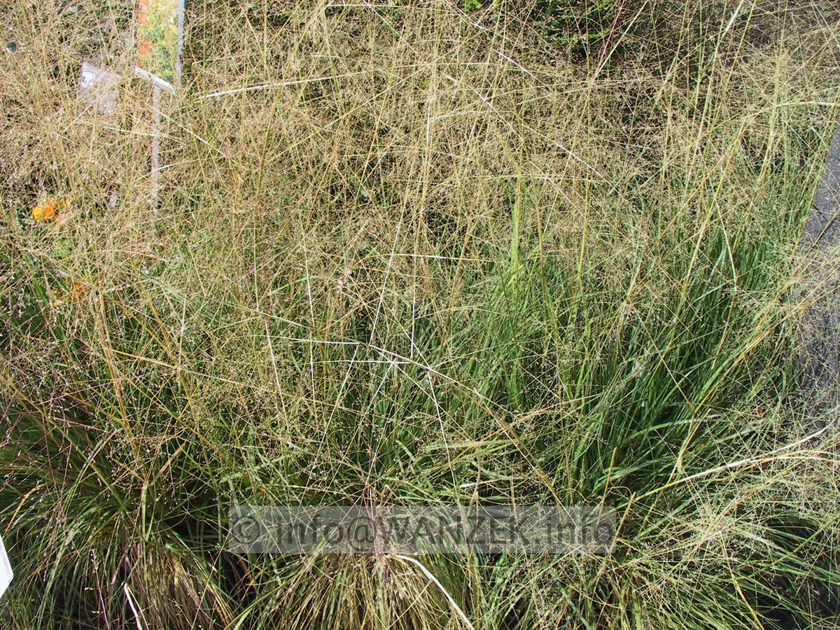 Sporobolus heterolepis 02 verblueht (Tropfengras).JPG